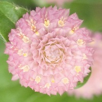  GOMPHRENA GOMPHRENA-LAS VEGAS (Gomphrena globosa)-rose - Graineterie A. DUCRETTET