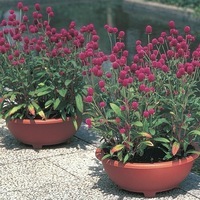 Graines de fleurs GOMPHRENA ALL AROUND POURPRE (Gomphrena globosa) - Graineterie A. DUCRETTET