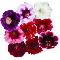 Graines de fleurs Annuelles - GLOXINIA - Graineterie A. DUCRETTET