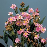 Graines de fleurs IMMORTELLE ROSE BEAUTY (Helychrysum cassianum) - Graineterie A. DUCRETTET