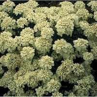 Graines de fleurs IBERIS ICERBERG (Iberis amara ou Thlaspi) - Graineterie A. DUCRETTET