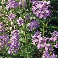  JULIENNE DES JARDINS JULIENNE DES JARDINS-JULIENNE DES JARDINS (Hesperis matronalis)-violette - Graineterie A. DUCRETTET