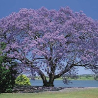 Graines de fleurs JACARANDA MYMOSIFOLIA (Jacaranda mymosifolia) - Graineterie A. DUCRETTET