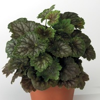  HEUCHERA HEUCHERA-MARVELOUS MARBLE (Heuchera Americana)-marbré - Graineterie A. DUCRETTET