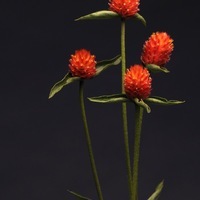 Graines de fleurs GOMPHRENA QIS (Gomphrena haagena) - Graineterie A. DUCRETTET