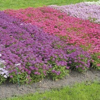 Graines de fleurs IBERIS CANDYCANE (Iberis umbellata) - Graineterie A. DUCRETTET