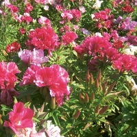  GODETIA GODETIA-Double à fleurs d'azalée (Godetia amoena ou clarkia amoena)-mélange - Graineterie A. DUCRETTET