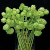 Graines de fleurs Annuelles - GOMPHOCARPUS - Graineterie A. DUCRETTET