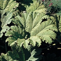 Graines de fleurs GUNNERA GUNNERA (Gunerra manicata) - Graineterie A. DUCRETTET