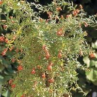 Graines de fleurs GRENADIER MINIATURE TANGERINE (Punica granatum var. nana) - Graineterie A. DUCRETTET