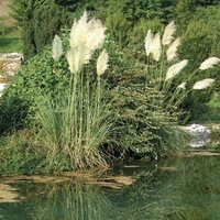 Graines de fleurs GRAMINEES ANNUELLES Cortaderia Selloana Argenté (Cortaderia selloana) - Graineterie A. DUCRETTET