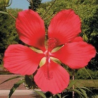 Graines de fleurs HIBISCUS HIBISCUS COCCINEUS (Hibiscus coccineus) - Graineterie A. DUCRETTET