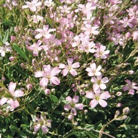  GYPSOPHILE GYPSOPHILE-REPENS (Gypsophila repens)-rose - Graineterie A. DUCRETTET