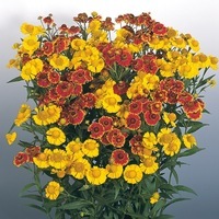 Graines de fleurs HELENIUM HELENA (Helenium autumnale) - Graineterie A. DUCRETTET