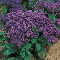  HELIOTROPE HELIOTROPE-MARINE (Heliotropium arborescens (peruvianum))-bleu violet foncé - Graineterie A. DUCRETTET