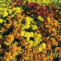 Graines de fleurs HELENIUM WESTERN (Helenium autumnale) - Graineterie A. DUCRETTET