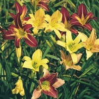 Graines de fleurs HEMEROCALLIS MARVEL (Hemerocallis) - Graineterie A. DUCRETTET