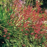Graines de fleurs HEUCHERA SANGUINEA SPLENDENS (Heuchera sanguinea) - Graineterie A. DUCRETTET