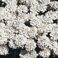 Graines de fleurs IBERIS SEMPERVIRENS (Iberis sempervirens) - Graineterie A. DUCRETTET