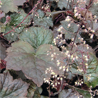  HEUCHERA HEUCHERA-PALACE PURPLE (Heuchera micrantha)-pourpre - graines enrobées - Graineterie A. DUCRETTET