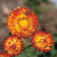 Graines de fleurs IMMORTELLE GIGANTIFLORUM (Helychrysum bracteatum flore pleno) - Graineterie A. DUCRETTET