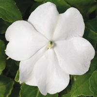  IMPATIENS IMPATIENS-LOLLIPOP F1 (Impatiens walleriana)-coconu (blanc) - Graineterie A. DUCRETTET