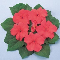 Graines de fleurs IMPATIENS NATURE F1 (Impatiens walleriana) - Graineterie A. DUCRETTET