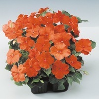  IMPATIENS IMPATIENS-LOLLIPOP F1 (Impatiens walleriana)-orange - Graineterie A. DUCRETTET