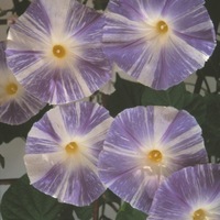 Graines de fleurs IPOMEE FLYING SAUCERS (Ipomoea tricolor) - Graineterie A. DUCRETTET
