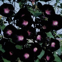 Graines de fleurs IPOMEE KNIOLA'S BLACK (Ipomoea purpurea) - Graineterie A. DUCRETTET