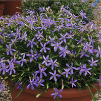 Graines de fleurs LAURENTIA POT INDIGO (Laurentia ou Isotoma axillaris) - Graineterie A. DUCRETTET