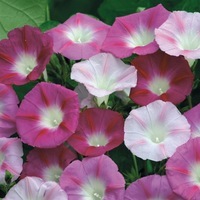  IPOMEE IPOMEE-FESTIVAL (Ipomoea purpurea)-La vie en rose! (mélange de tons roses striés) - Graineterie A. DUCRETTET