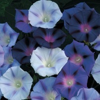  IPOMEE IPOMEE-FESTIVAL (Ipomoea purpurea)-Blues (mélange bleus) - Graineterie A. DUCRETTET