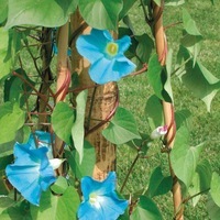 Graines de fleurs IPOMEE TRICOLOR (Ipomoea tricolor) - Graineterie A. DUCRETTET