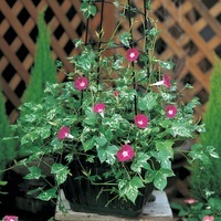 Graines de fleurs IPOMEE CAMEO ELEGANCE (Ipomoea (ou Convolvulus)) - Graineterie A. DUCRETTET