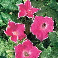 Graines de fleurs IPOMEE TENUE DE SOIREE (Ipomoea nil) - Graineterie A. DUCRETTET