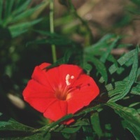 Graines de fleurs IPOMEE QUAMOCLIT (Ipomoea quamoclit pennata) - Graineterie A. DUCRETTET