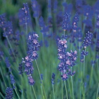 Graines de fleurs LAVANDE HIDCOTE BLUE (Lavandula angustifolia) - Graineterie A. DUCRETTET