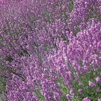  LAVANDE VRAIE LAVANDE VRAIE-LAVANDE VRAIE (LAVANDULA ANGUSTIFOLIA)-Graines non traitées - Graineterie A. DUCRETTET