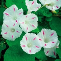 Graines de fleurs IPOMEE FESTIVAL (Ipomoea purpurea) - Graineterie A. DUCRETTET