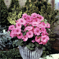  LAVATERE LAVATERE-BEAUTY (Lavatera trimestris)-Silver cup (rose vif) - Graineterie A. DUCRETTET