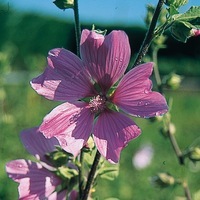 Graines de fleurs LAVATERE VIVACE THURINGIACA (Lavatera thuringiaca) - Graineterie A. DUCRETTET