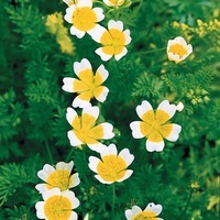 Graines de fleurs LIMNANTHES  (Limnanthes douglasii) - Graineterie A. DUCRETTET