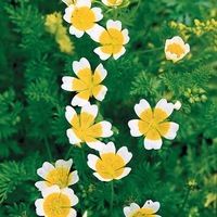  LIMNANTHES LIMNANTHES- (Limnanthes douglasii)-jaune et blanc - Graineterie A. DUCRETTET