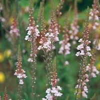 Graines de fleurs LINAIRE CANON J.WENT (Linaria purpurea) - Graineterie A. DUCRETTET