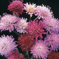 Graines de fleurs KNAUTIA MELTON PASTELS (Knautia macedonica) - Graineterie A. DUCRETTET