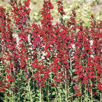 Graines de fleurs LOBELIA FAN F1 (Lobelia speciosa) - Graineterie A. DUCRETTET