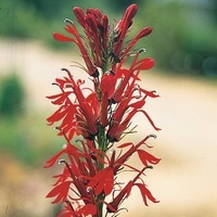 Graines de fleurs LOBELIA REINE VICTORIA (Lobelia fulgens ou L.cardinalis) - Graineterie A. DUCRETTET