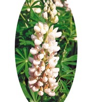  LUPIN LUPIN-de RUSSELL (Lupinus polyphyllus)-blanc et crème (La Demoiselle) - Graineterie A. DUCRETTET