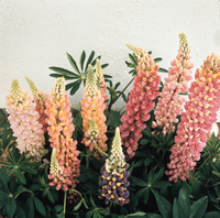  LUPIN LUPIN-MINARETTE (Lupinus polyphyllus)-mélange - Graineterie A. DUCRETTET